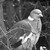 :iconfat-angry-pigeon: