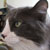 Fat-Cat :iconfat-cat: