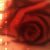 :iconfatalshade16: