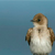:iconfatbird33: