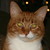 :iconfatcatgirl47: