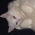 :iconfathappycontentcat: