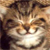 :iconfatjoez: