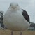 :iconfatseagullplz: