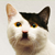 :iconfaulobst:
