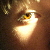 :iconFaunish: