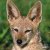 :iconfaver-the-jackal: