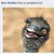 :iconfaygocupcakesforall: