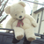 :iconfearhound: