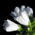 :iconFeatherCharm: