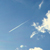 :iconFeatheredDragonfly:
