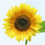 :iconfeatherfall109: