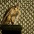 :iconfeatherfindings: