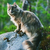 FeatherfootWarrior :iconfeatherfootwarrior:
