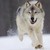 :iconfeatherisawesome:
