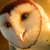 :iconfeathers4: