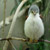 :iconfeathersister: