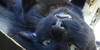 :iconfeaturemycat:
