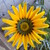 :iconfeedingtimeatthezoo: