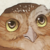 :iconfeilixin: