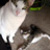 :iconfelidae-amante: