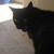:iconfelinefero: