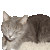 :iconfelinephotography: