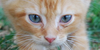 :iconfelineresource:
