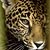 :iconfelinerocker71: