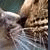 :iconfelinos-fc:
