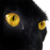 :iconfelis-domesticus: