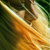 :iconfelis-tigris:
