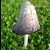 :iconFelixita-stock: