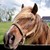 :iconfell-off-my-unicorn: