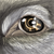 :iconfellein: