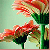 :iconfemme-ecarlate: