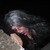 :iconfemme666fatale: