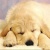 :iconfenice85: