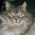 :iconfenicex87:
