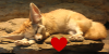 :iconfennec-fox-lovers:
