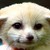 :iconfennecfoxlover16: