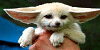 :iconfennecfoxs:
