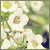 :iconfenni-anna:
