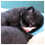 :iconfenora: