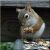 :iconferal-squirrel: