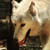 :iconferalphotography: