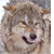 :iconferalwind: