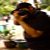:iconferanika1990: