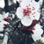 :iconferith-photography: