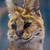 :iconfernothedragon:
